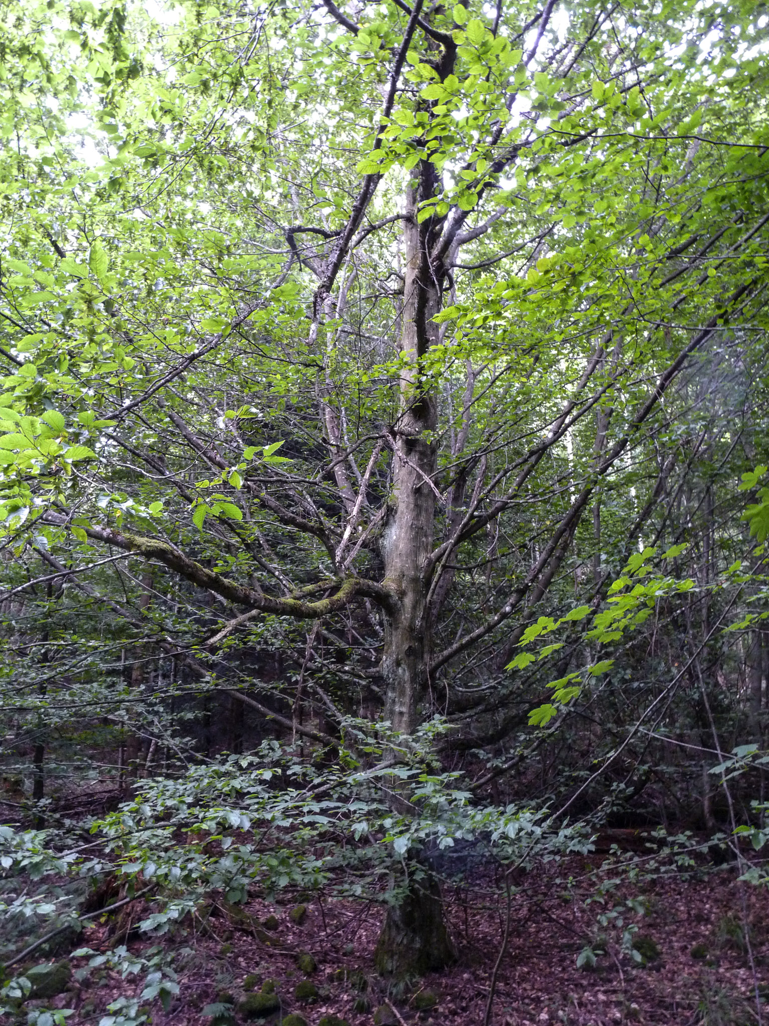 20210724193405 1130809